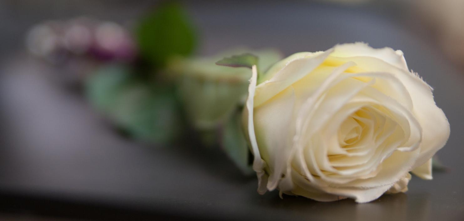 Nahaufnahme einer weißen Rose mit grünen Blättern auf einer dunklen Oberfläche.